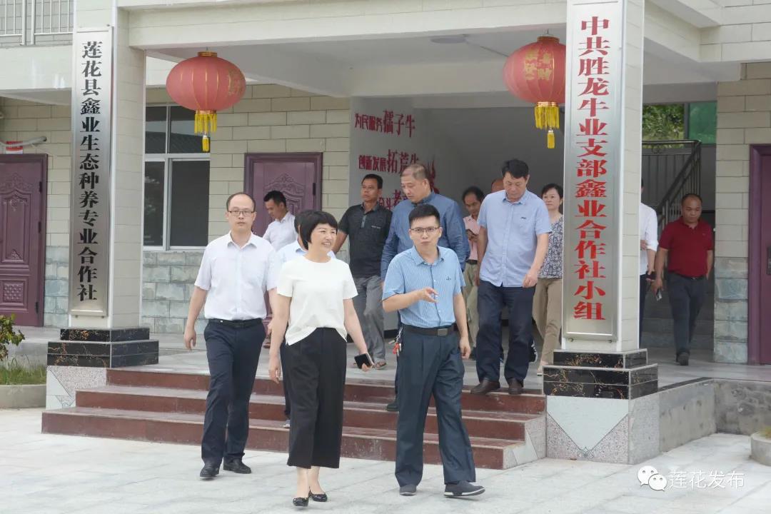 卢幼青一行参观白渡村肉牛养殖产业基地2.jpg 卢幼青一行参观白渡村肉牛养殖产业基地2.jpg